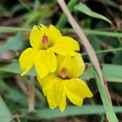 Goodenia fordiana at Evans Head, NSW - 1 Jan 2022