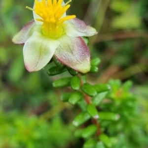 Hibbertia sp. at Evans Head, NSW - 1 Jan 2022