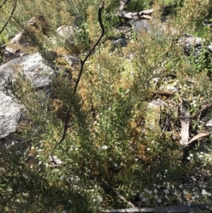 Olearia erubescens at Rendezvous Creek, ACT - 21 Dec 2021