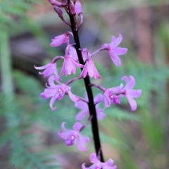 Dipodium roseum (Rosy Hyacinth Orchid) at Tura Beach, NSW - 28 Dec 2021 by KylieWaldon