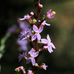 Stylidium graminifolium at Tura Beach, NSW - 29 Dec 2021 09:42 AM