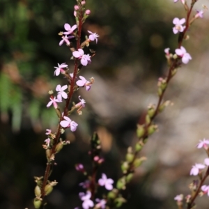 Stylidium graminifolium at Tura Beach, NSW - 29 Dec 2021