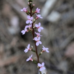 Stylidium graminifolium at Tura Beach, NSW - 29 Dec 2021 09:42 AM