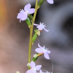 Stylidium graminifolium at Tura Beach, NSW - 29 Dec 2021 09:42 AM