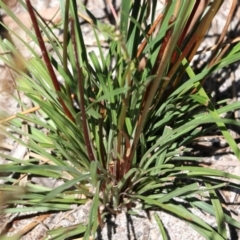 Stylidium graminifolium at Tura Beach, NSW - 29 Dec 2021