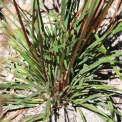 Stylidium graminifolium at Tura Beach, NSW - 29 Dec 2021 09:42 AM