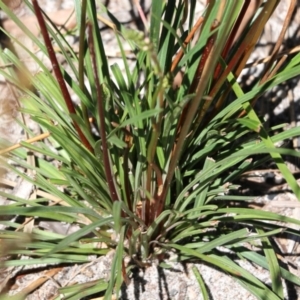 Stylidium graminifolium at Tura Beach, NSW - 29 Dec 2021