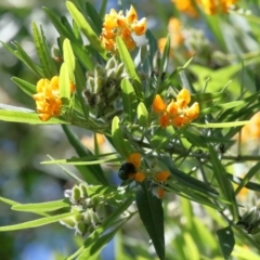 Xylocopa (Lestis) aerata (Golden-Green Carpenter Bee) at ANBG - 31 Dec 2021 by TimL