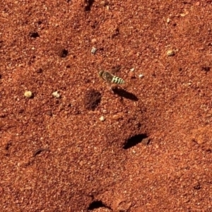 Bembix sp. (genus) at Acton, ACT - 1 Jan 2022