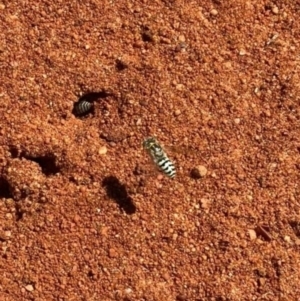 Bembix sp. (genus) at Acton, ACT - 1 Jan 2022