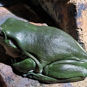 Litoria caerulea at Evans Head, NSW - 1 Jan 2022