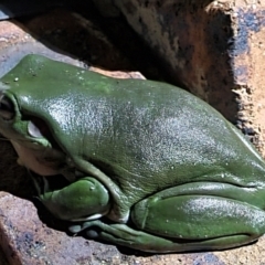 Litoria caerulea (Green Tree Frog) at Evans Head, NSW - 1 Jan 2022 by AaronClausen