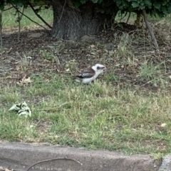 Dacelo novaeguineae at Garran, ACT - 1 Jan 2022