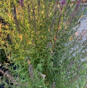 Lythrum salicaria at Acton, ACT - 31 Dec 2021 07:55 PM