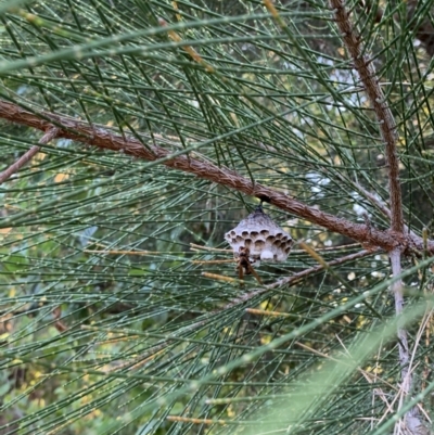 Polistes (Polistella) humilis (Common Paper Wasp) at Lake Burley Griffin West - 31 Dec 2021 by JaceWT