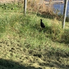 Porphyrio melanotus (Australasian Swamphen) at Lake Burley Griffin West - 31 Dec 2021 by JaceWT