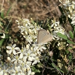 Zizina otis (Common Grass-Blue) at Lake Burley Griffin West - 31 Dec 2021 by JaceWT