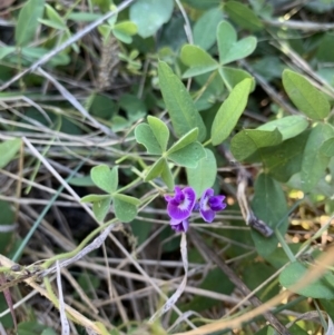 Glycine tabacina at Acton, ACT - 31 Dec 2021