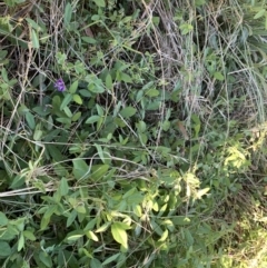 Glycine tabacina at Acton, ACT - 31 Dec 2021 06:08 PM