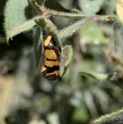 Olbonoma triptycha (Chezela Group) at Acton, ACT - 31 Dec 2021 by JaceWT