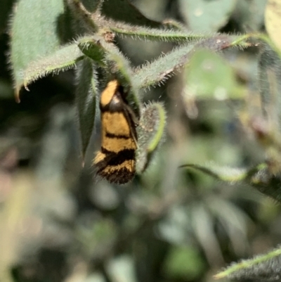 Olbonoma triptycha (Chezela Group) at Acton, ACT - 31 Dec 2021 by JaceWT