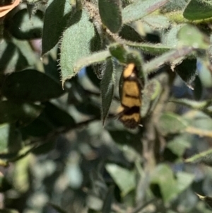 Olbonoma triptycha at Acton, ACT - 31 Dec 2021