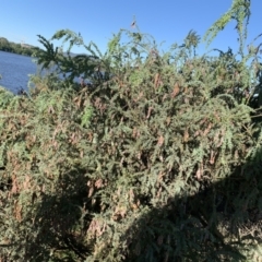 Acacia vestita at Acton, ACT - 31 Dec 2021