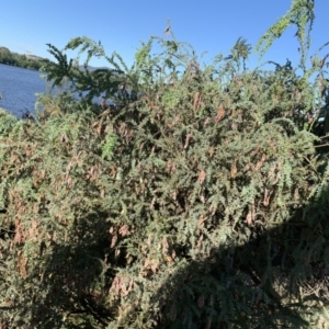 Acacia vestita at Acton, ACT - 31 Dec 2021