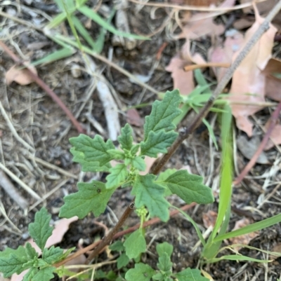 Dysphania pumilio (Small Crumbweed) at Acton, ACT - 31 Dec 2021 by JaceWT