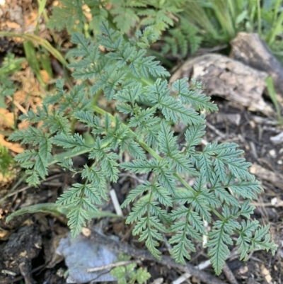 Conium maculatum (Hemlock) at Lake Burley Griffin West - 31 Dec 2021 by JaceWT