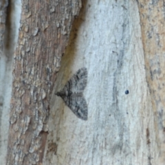 Phrissogonus laticostata (Apple looper moth) at Aranda, ACT - 1 Jan 2022 by KMcCue