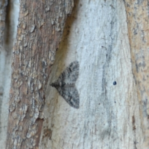 Phrissogonus laticostata at Aranda, ACT - 1 Jan 2022