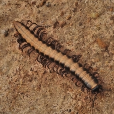 Gigantowales chisholmi (A millepede) at West Belconnen Pond - 27 Dec 2021 by JohnBundock