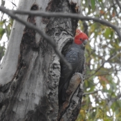 Callocephalon fimbriatum (Gang-gang Cockatoo) at Acton, ACT - 1 Jan 2022 by HelenCross