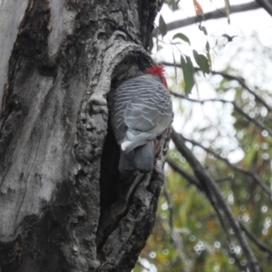 Callocephalon fimbriatum at Acton, ACT - suppressed