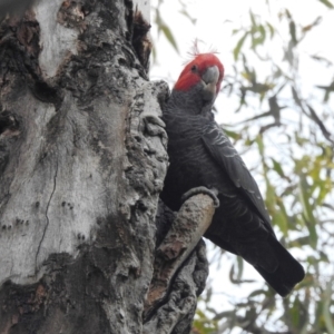 Callocephalon fimbriatum at Acton, ACT - suppressed