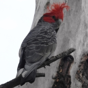 Callocephalon fimbriatum at Acton, ACT - 1 Jan 2022