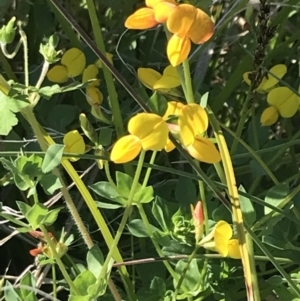 Lotus corniculatus at Rendezvous Creek, ACT - 21 Dec 2021