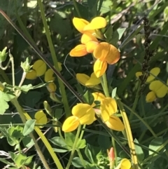 Lotus corniculatus at Rendezvous Creek, ACT - 21 Dec 2021 06:20 PM