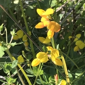 Lotus corniculatus at Rendezvous Creek, ACT - 21 Dec 2021