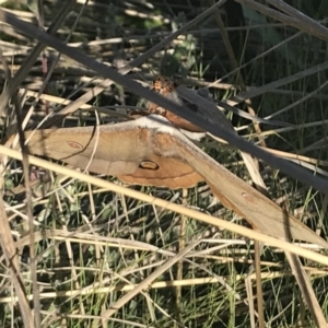 Opodiphthera helena at Rendezvous Creek, ACT - 21 Dec 2021