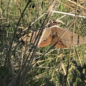 Opodiphthera helena at Rendezvous Creek, ACT - 21 Dec 2021