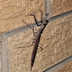 Unidentified Praying mantis (Mantodea) at Wanniassa, ACT - 1 Jan 2022 by JohnBundock