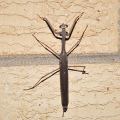 Archimantis latistyla at Wanniassa, ACT - 1 Jan 2022 09:31 PM