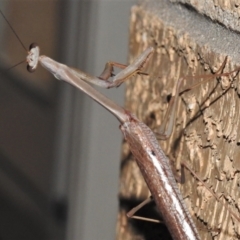 Archimantis latistyla at Wanniassa, ACT - 1 Jan 2022 09:31 PM