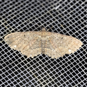 Eccymatoge fulvida at O'Connor, ACT - 28 Dec 2021 10:22 PM