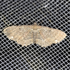 Eccymatoge fulvida (A geometer moth) at O'Connor, ACT - 28 Dec 2021 by ibaird