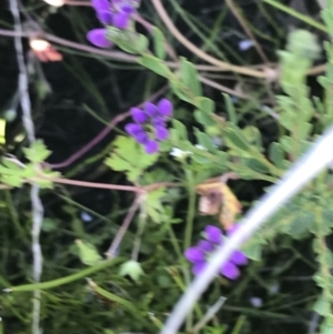 Comesperma retusum at Cotter River, ACT - 21 Dec 2021 06:29 PM