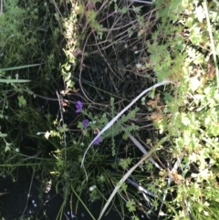 Comesperma retusum at Cotter River, ACT - 21 Dec 2021 06:29 PM