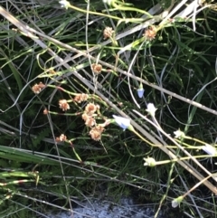 Baloskion australe at Rendezvous Creek, ACT - 21 Dec 2021 06:32 PM